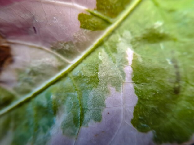 Tekstura Żółto-zielone Liście ARUM LILY przedstawiające żyłkowanie Zantedeschia