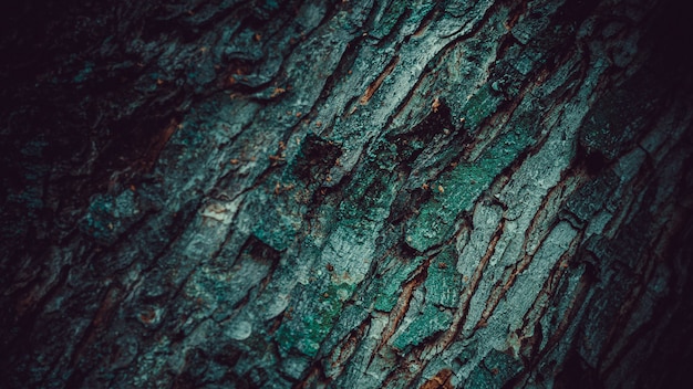 teksturowana kora drzewa na tle