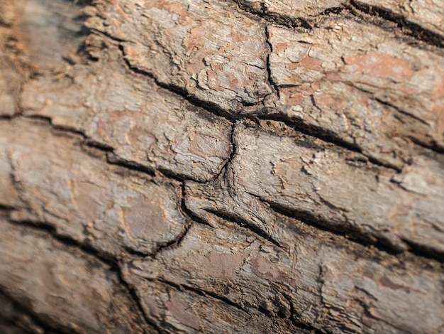 Teksturowane tło pękniętej kory drzewa o różnych kształtach