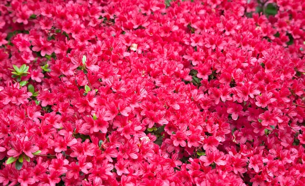 Teksturowane tło pięknych czerwonych kwiatów azalii