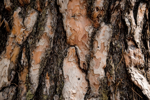 Teksturowane tło wzorzyste ozdobne kory drzewa w lesie jesienią