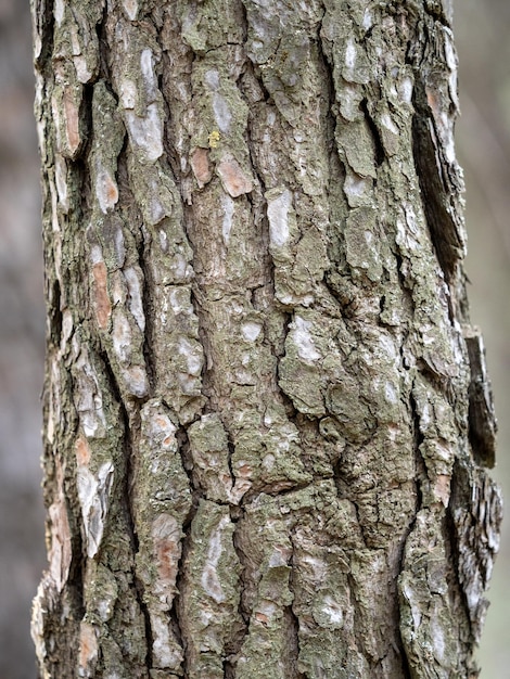 Tekstury drewna kory starego pnia drzewa