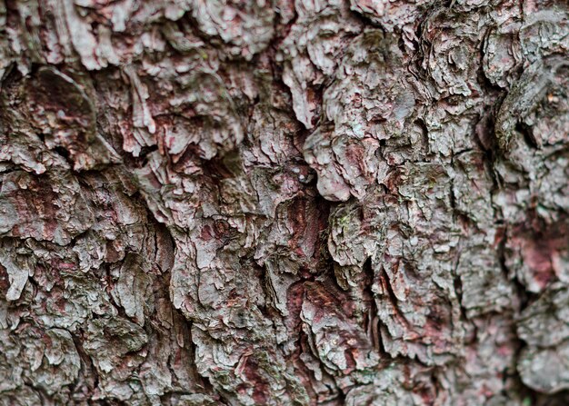 tekstury drzewa