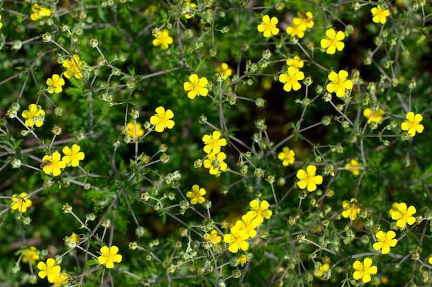 Tekstury małe żółte kwiaty rosną w rozproszeniu