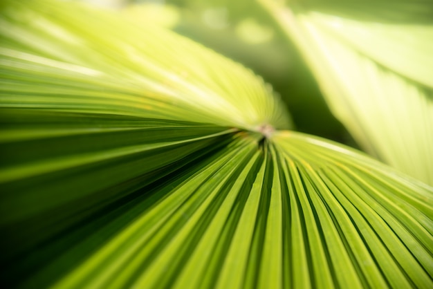 Tekstury powierzchni wzoru projekta żywy świeży jaskrawy Zieleni liście drzewka palmowego backgroun