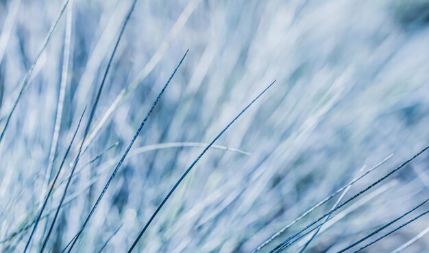 Tekstury, tła, wzór trawy ozdobnej Kostrzewa niebieska. Bokeh i rozmyte naturalne tło