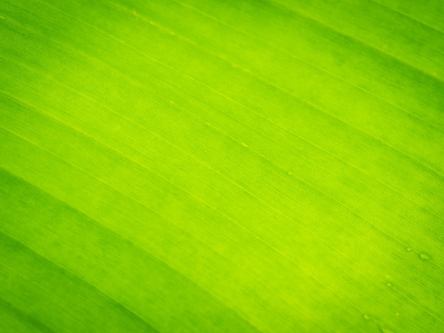 Tekstury tło zielony liść