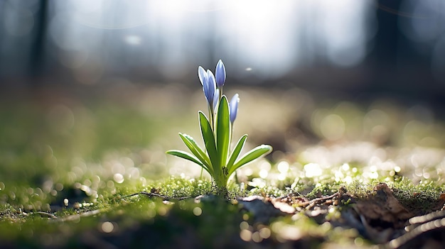 Tematy przebudzenia wiosny: kwitnące kwiaty i odnowione życie