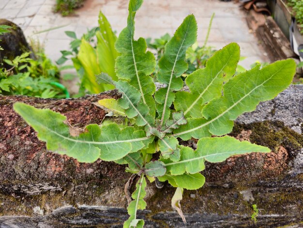 Tempuyung lub Sonchus Arvensis Roślina wieloletnia siać pole sowthistle kukurydza siać oset dindle gutweed