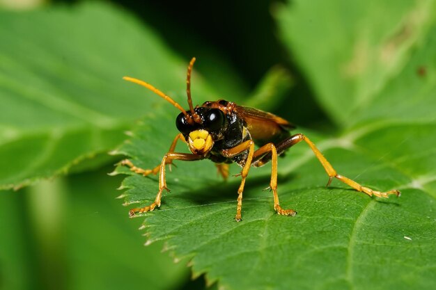 Tenthredo campestris