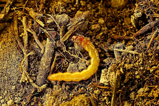 Tentyria incerta to gatunek chrząszcza z rodziny Tenebrionidae