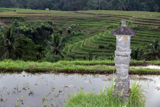 Terasy na polach ryżowych na Bali w Indonezji widok panoramiczny