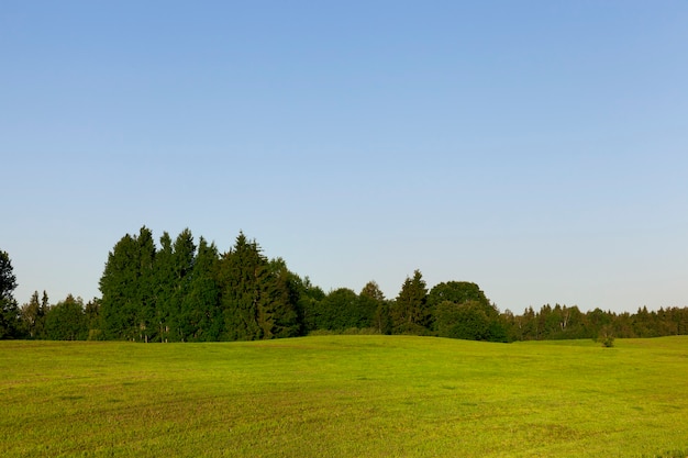 Teren górzysty na polu uprawnym z zieloną trawą, w tle porasta las, letni krajobraz