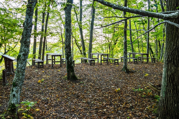 Teren piknikowy z drewnianymi ławkami i krzesłami w lesie