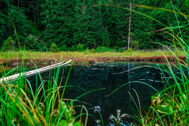 Teren podmokły. Bagno w lesie.