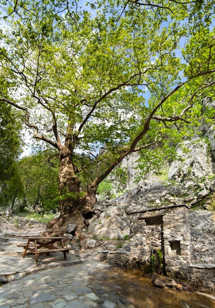 Teren rekreacyjny pod płaskowyżami przy źródle wody na szlaku turystycznym w wąwozie górskim w Grecji