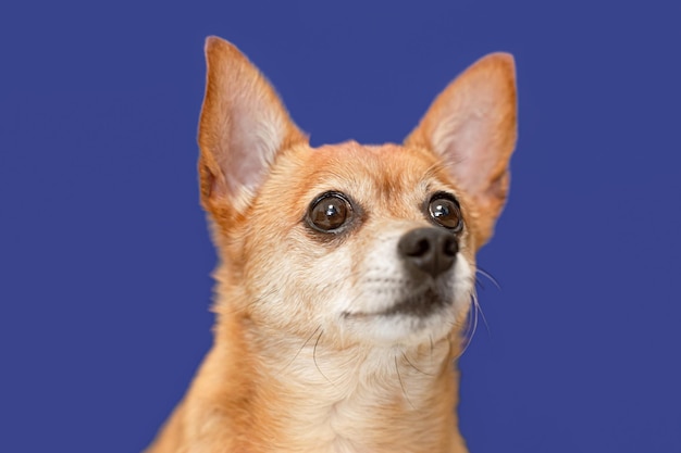 Terier Portret rasowego psa na niebieskim tle Zwierzęta