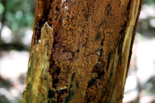 Termity zjadły pień drzewa