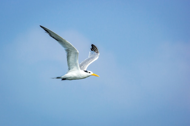 Tern na niebieskim niebie