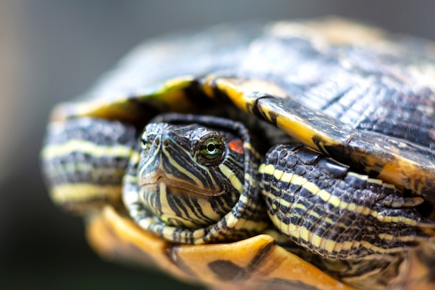 Terrapin uszaty - Trachemys scripta elegans. Red Eared suwak żółwia w letnim słońcu