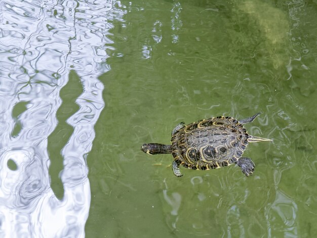 Terrapin w fosie wokół estrad w Tavira Portugalia