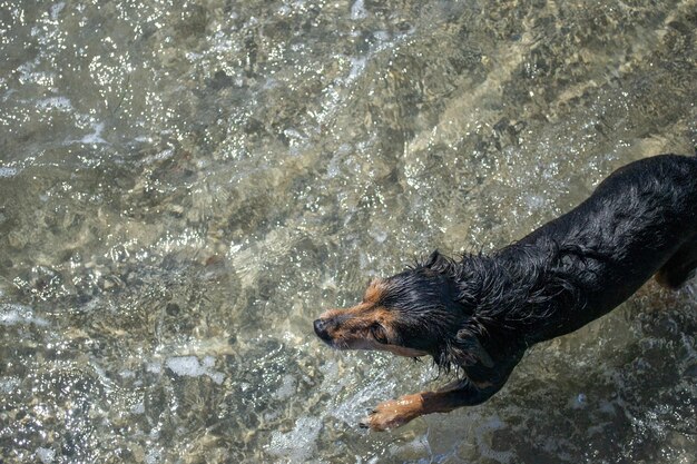 Terrier miesza psa bawiącego się i pływającego na plaży?