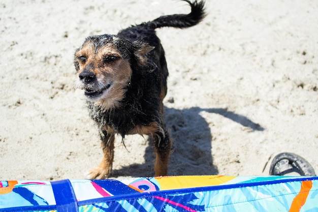 Terrier miesza psa bawiącego się i pływającego na plaży?