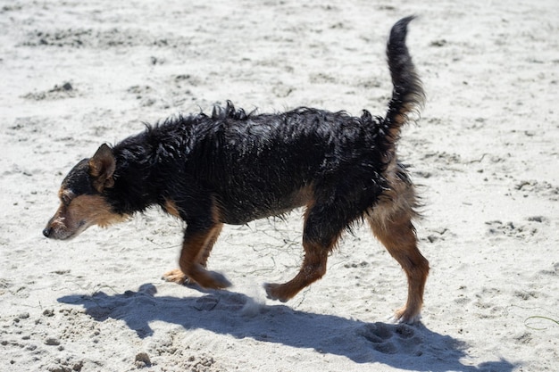 Terrier miesza psa bawiącego się i pływającego na plaży