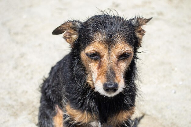 Terrier miesza psa bawiącego się i pływającego na plaży