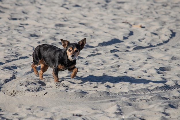 Terrier miesza psa bawiącego się i pływającego na plaży?