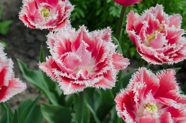 Terry frędzlowy tulipan Queensland w ogrodzie. Tulipan Queensland na kwietniku