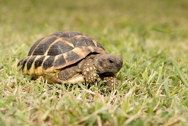 Testudo hermanni Żółw śródziemnomorski chodził po ziemi