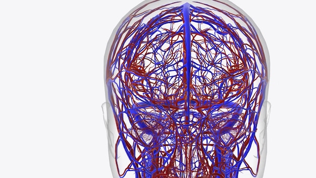 Zdjęcie tętnice mózgowe