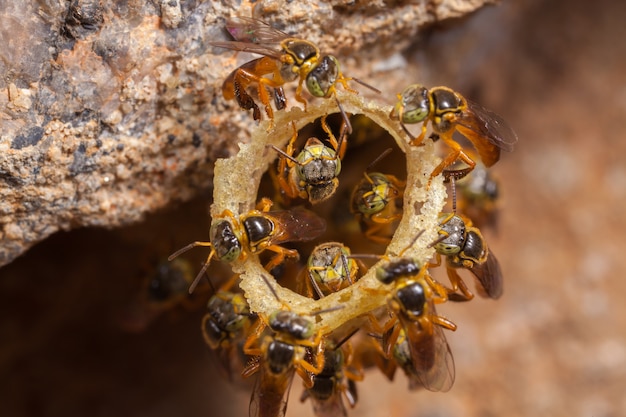 Tetragonisca angustula colony - honeybees jatai