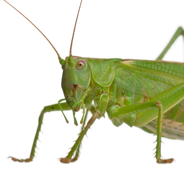 Tettigonia viridissima, wielki zielony krzak-krykiet na bielu odizolowywającym