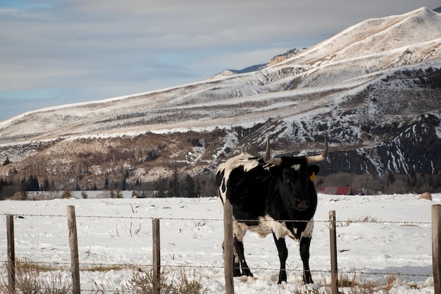 Texas Longhorn na farmie w Silverthorne w stanie Kolorado.