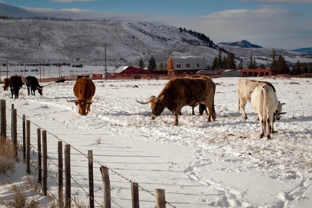 Texas Longhorn na farmie w Silverthorne w stanie Kolorado.