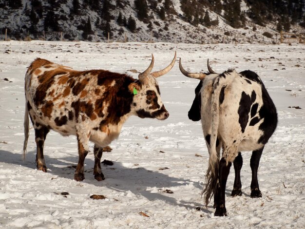 Texas Longhorn na farmie w Silverthorne w stanie Kolorado.