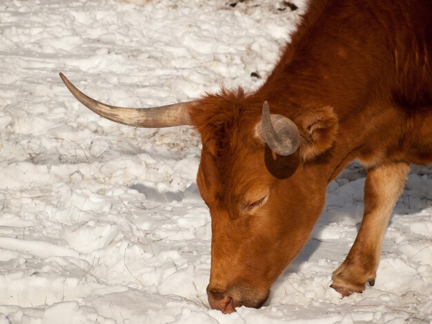 Texas Longhorn Na Farmie W Silverthorne W Stanie Kolorado.