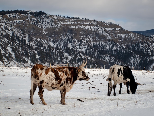 Texas Longhorn na farmie w Silverthorne w stanie Kolorado.