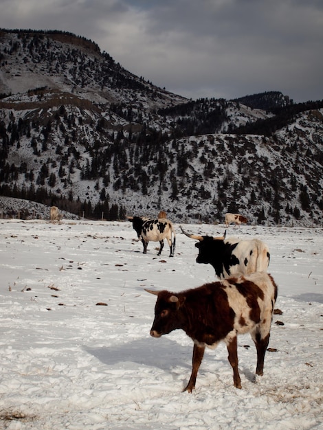 Texas Longhorn na farmie w Silverthorne w stanie Kolorado.