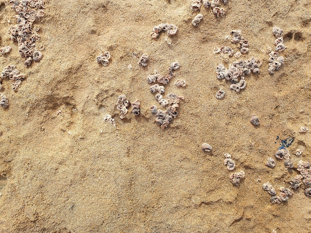 Textura de roca piedra caliza