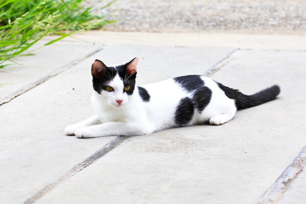 Thai Cat