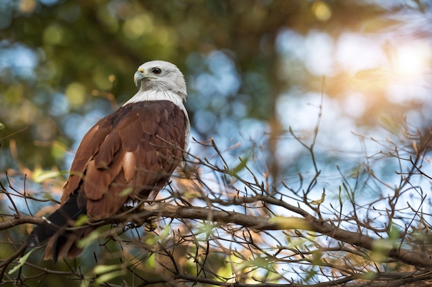 The Brahminy Kite (Haliastur Indus)