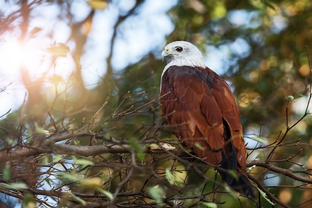 The Brahminy Kite (Haliastur Indus)