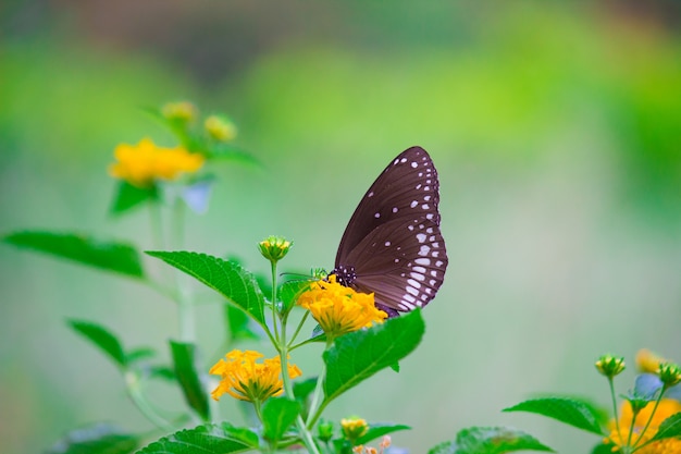 The Common Crow Butterfly