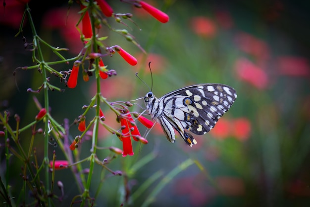 The Common Lime Butterfly