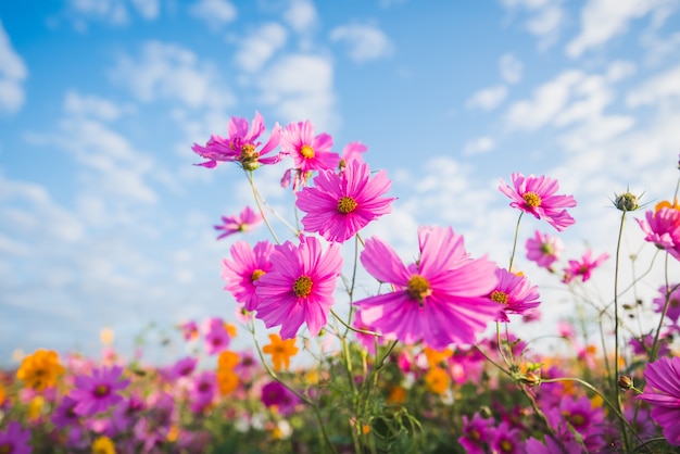 The Cosmos Flower of grassland