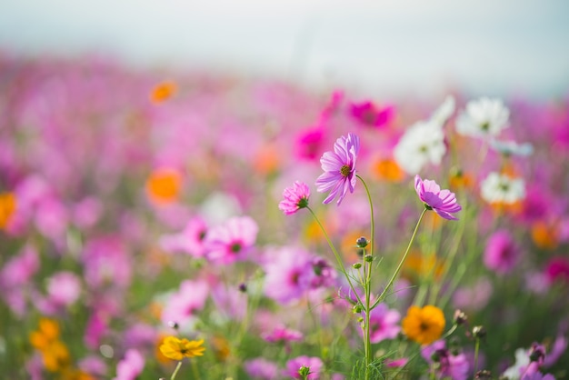 The Cosmos Flower of grassland