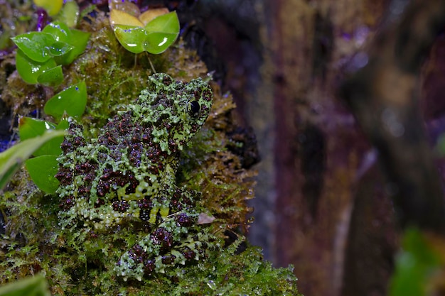 Theloderma Corticale Kamuflaż Na Mchu żaba Drzewna Kamuflaż Na Mchu